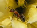 Ant in flower.jpg